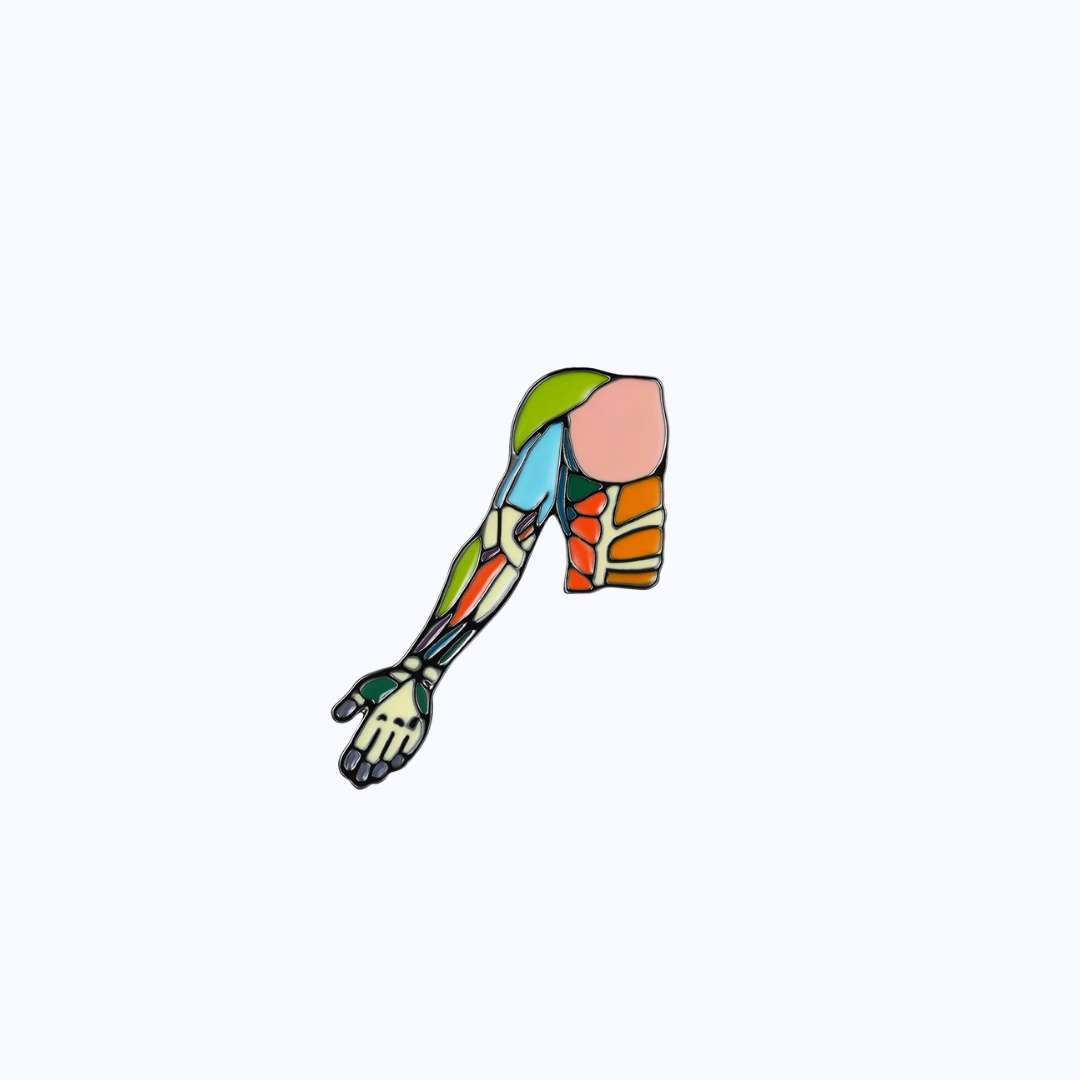 Pin Metálico Anatomía Muscular Brazo y Hombro