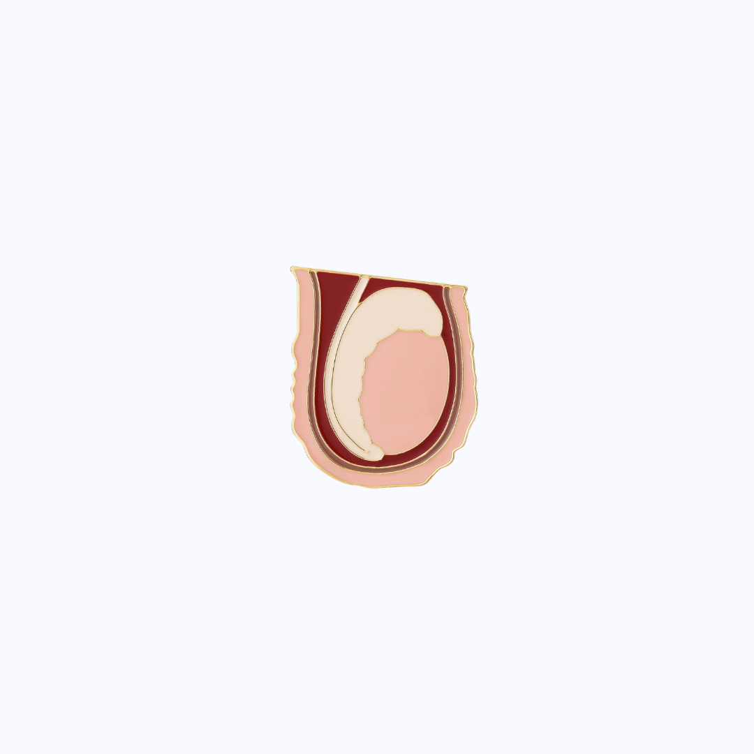 Pin Metálico Testicular Anatomy