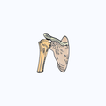 Pin Metálico Shoulder Anatomy