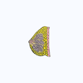 Pin Metálico Breast Anatomy