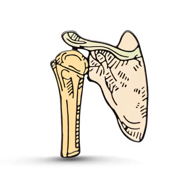 Pin Metálico Anatomia del Hombro